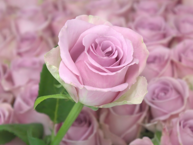 photo of Lovely Aqua