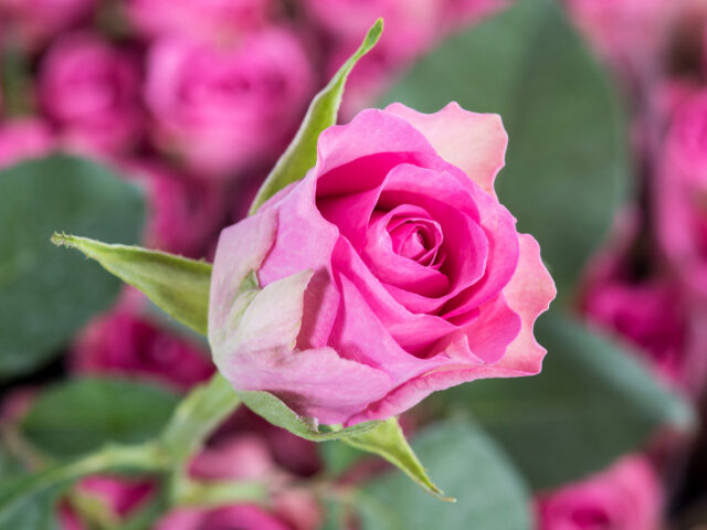 photo of Royal Jewel